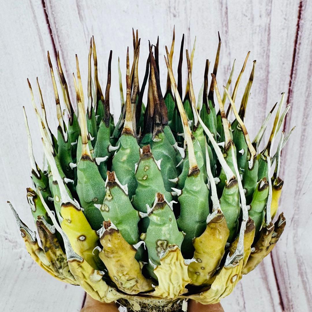 57 アガベ ユタエンシス エボリスピナ ショートスパイン 短葉