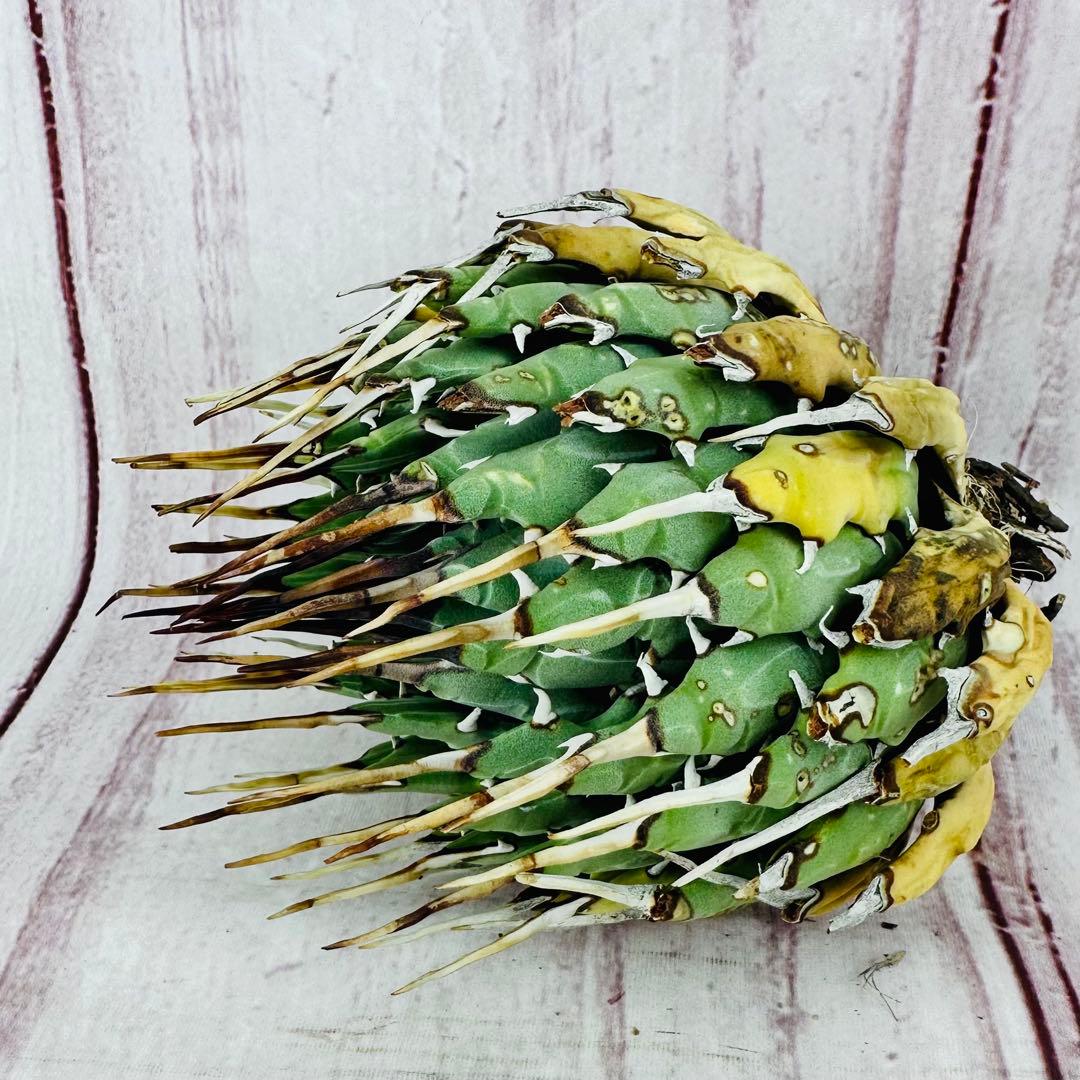 57 アガベ ユタエンシス エボリスピナ ショートスパイン 短葉