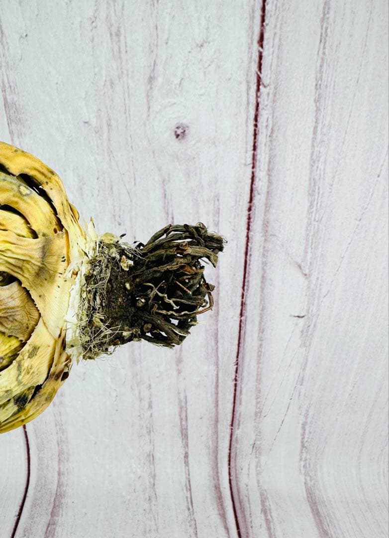 57 アガベ ユタエンシス エボリスピナ ショートスパイン 短葉