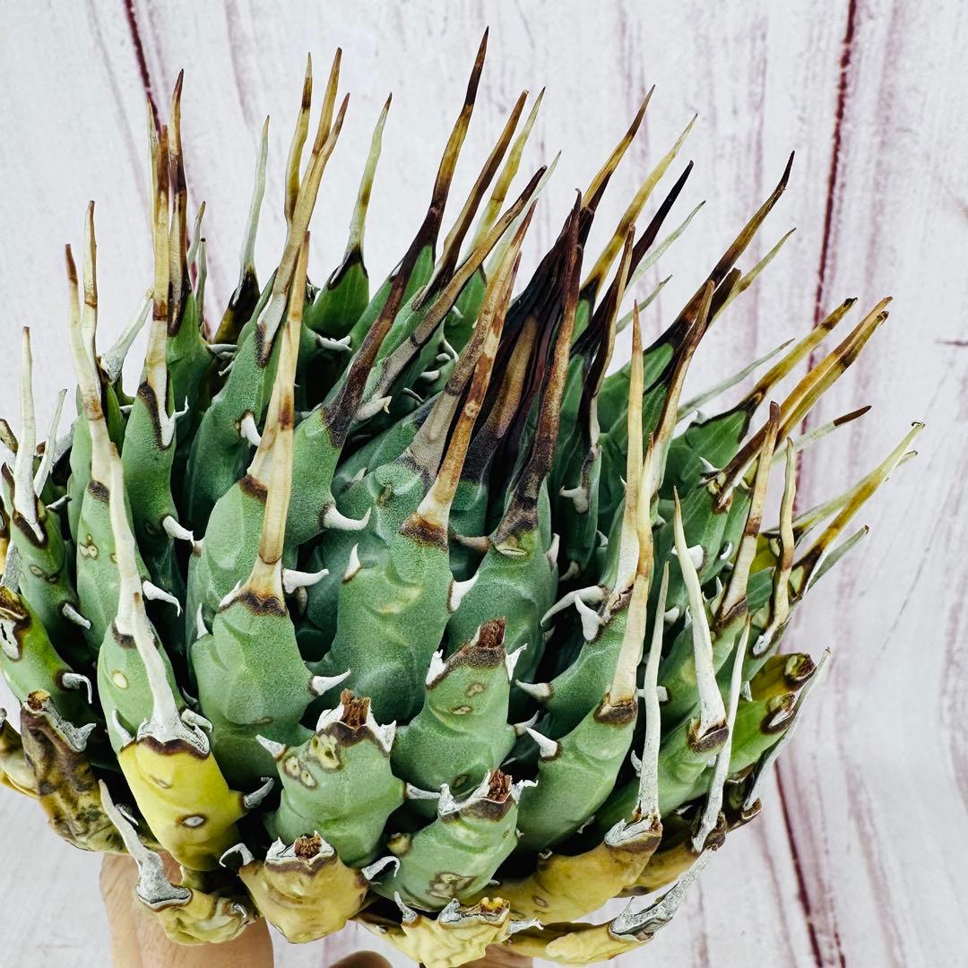 57 アガベ ユタエンシス エボリスピナ ショートスパイン 短葉