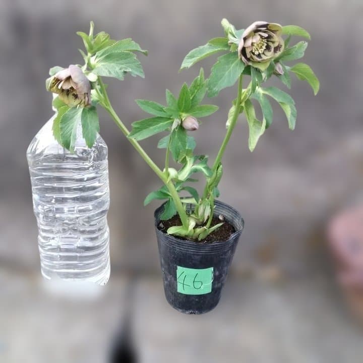 野田園芸。ヘレボルス 多層花びら 緑と紫の斑点グリーンバイカラー