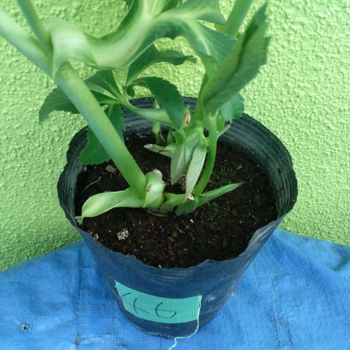 野田園芸。ヘレボルス 多層花びら 緑と紫の斑点グリーンバイカラー