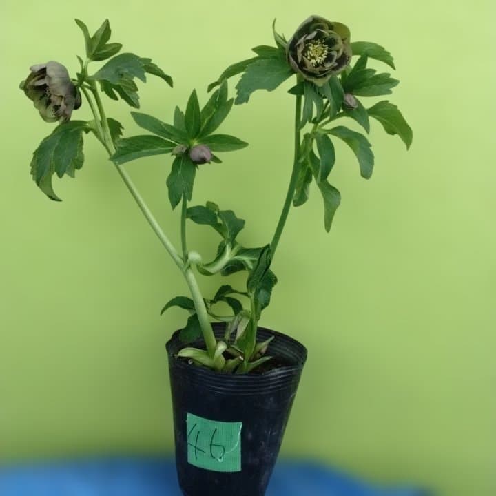 野田園芸。ヘレボルス 多層花びら 緑と紫の斑点グリーンバイカラー