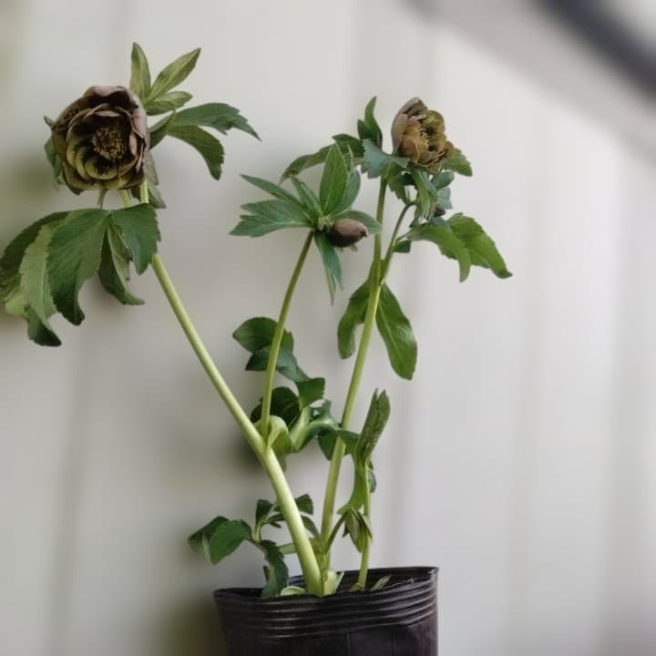 野田園芸。ヘレボルス 多層花びら 緑と紫の斑点グリーンバイカラー