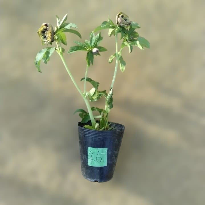 野田園芸。ヘレボルス 多層花びら 緑と紫の斑点グリーンバイカラー