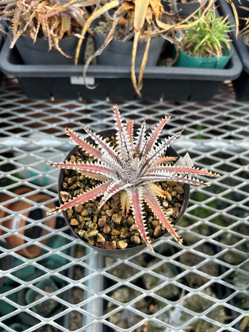 メガレア ビルベイカー ディッキア Dyckia First Cousin ⑶