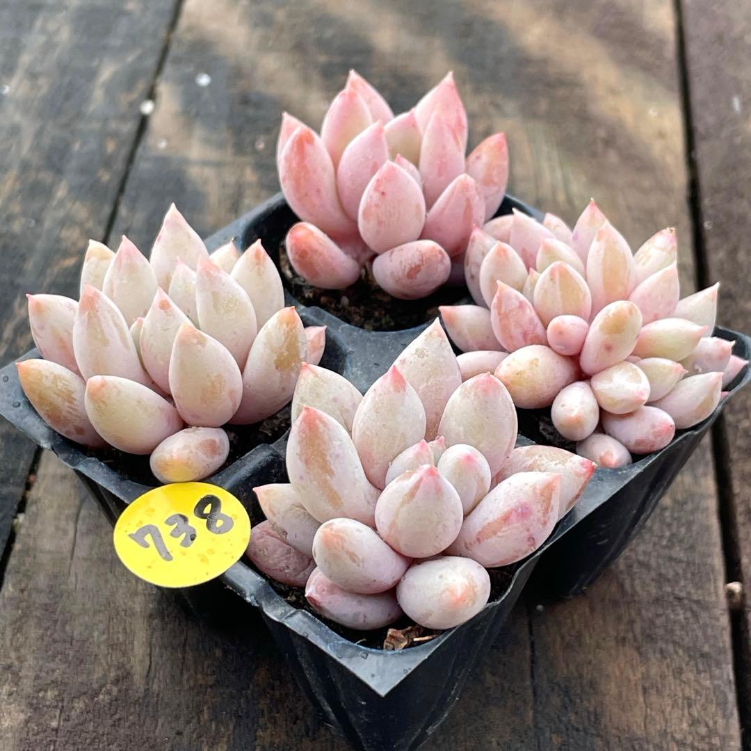 NEW❗️738多肉植物 ソロモン 抜き苗 寄せ植え 4苗セット❣️ - メルカリ