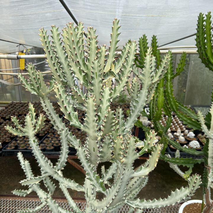 ユーフォルビア ホワイトゴースト 引き取り限定