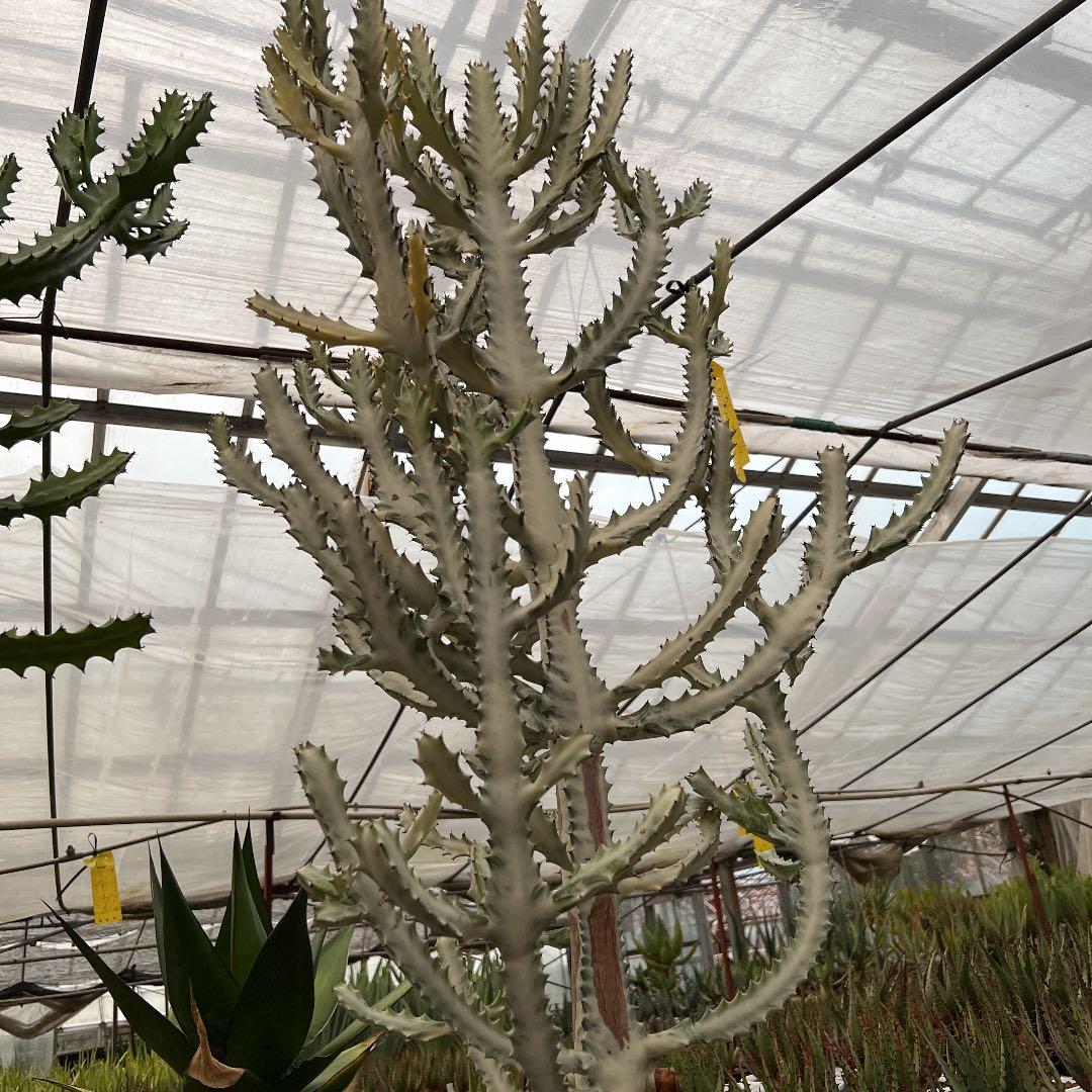 ユーフォルビア ホワイトゴースト 引き取り限定