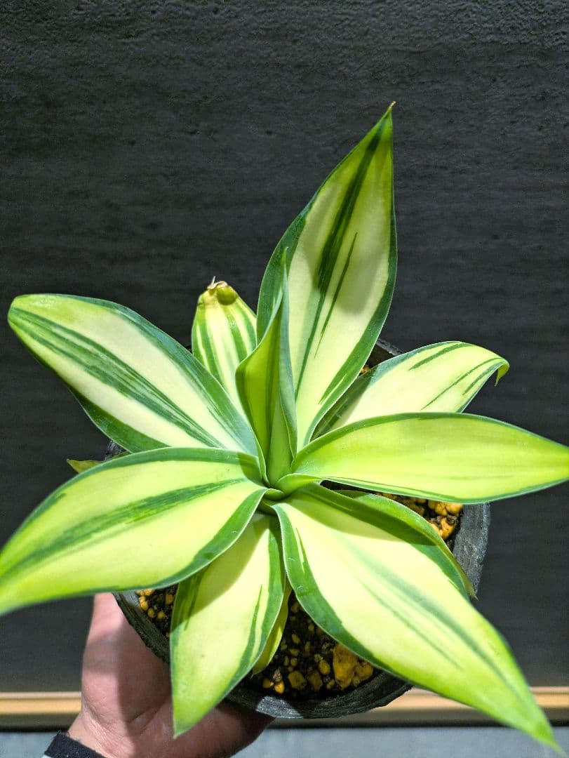 アテナータ　翡翠盤　総柄　超希少株　極上美株　アガベ　ユーフォルビア　サボテン