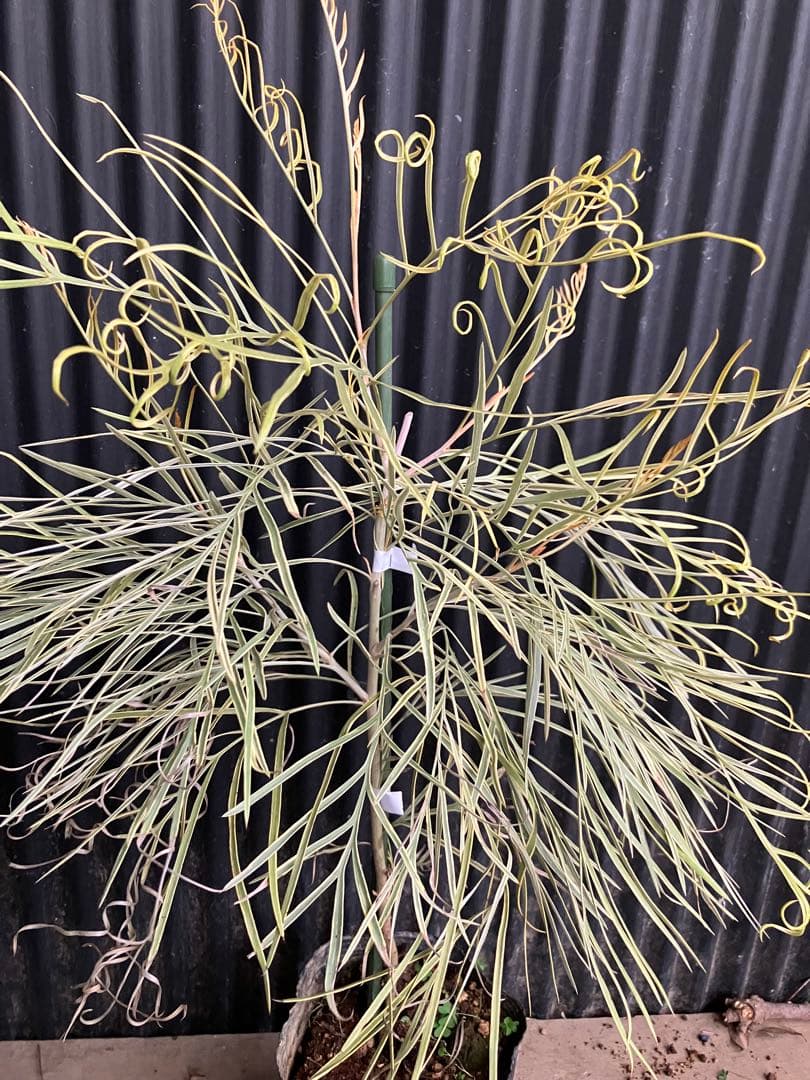 グレビレア　ハニーワンダー