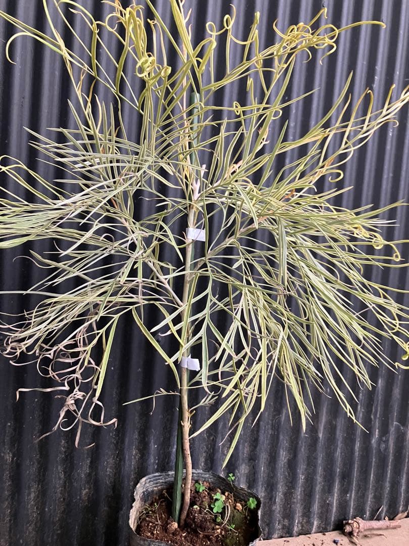 グレビレア　ハニーワンダー