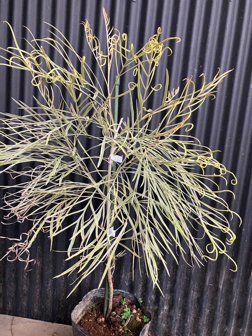 グレビレア　ハニーワンダー