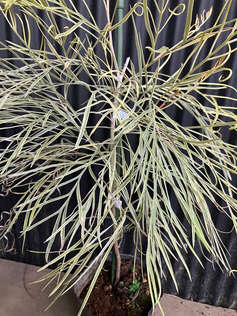 グレビレア　ハニーワンダー