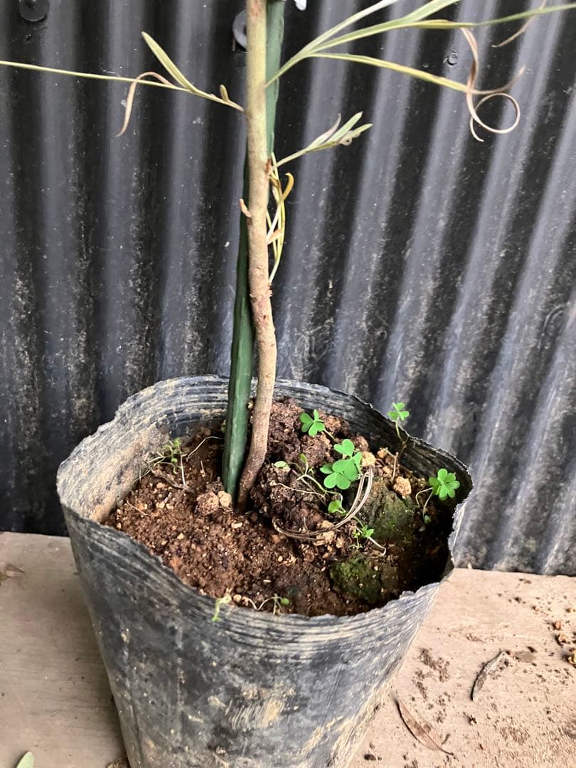 グレビレア　ハニーワンダー