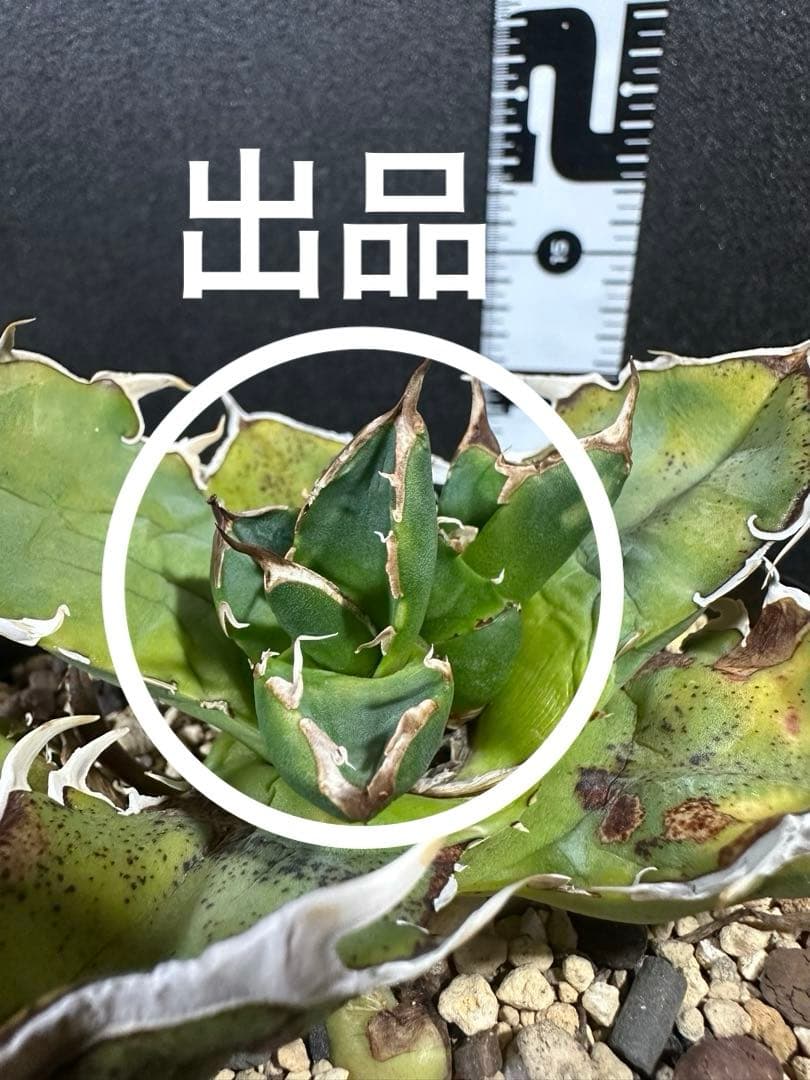 【唯一無二　国内オテロイ実生　超肉厚広バンド　胴切り天芽の出品】チタノタ アガベ