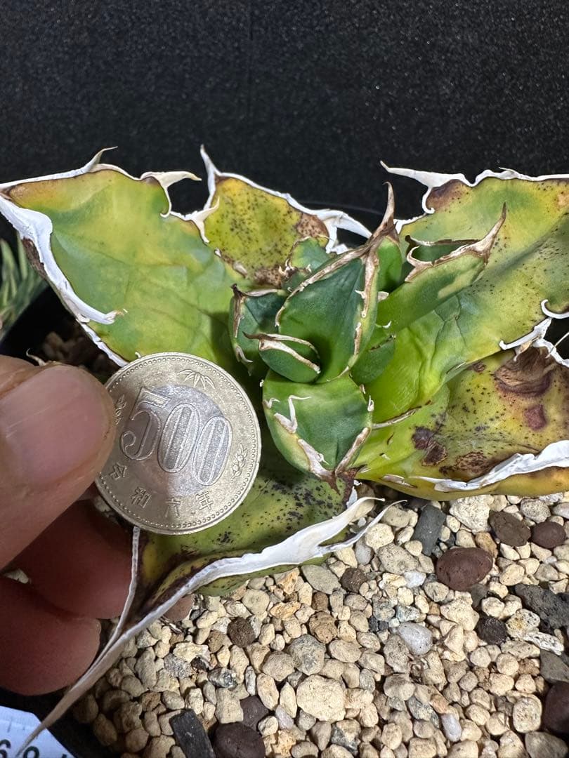 【唯一無二　国内オテロイ実生　超肉厚広バンド　胴切り天芽の出品】チタノタ アガベ