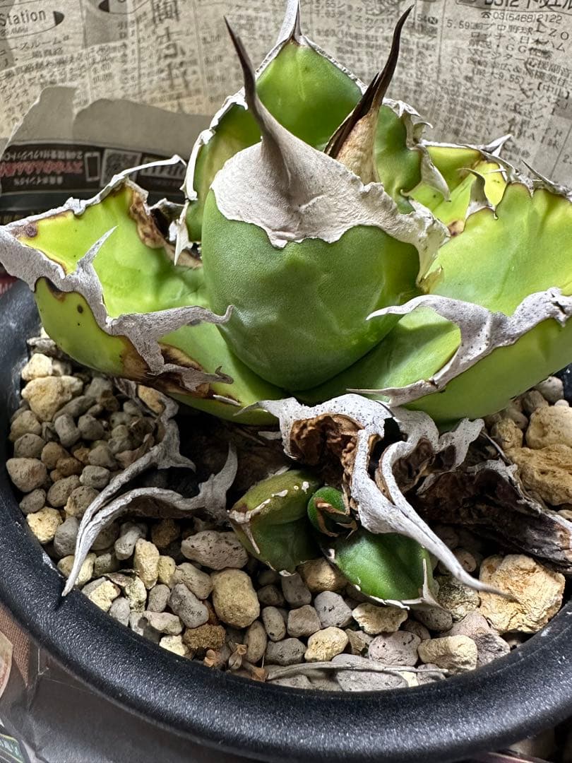 【唯一無二　国内オテロイ実生　超肉厚広バンド　胴切り天芽の出品】チタノタ アガベ