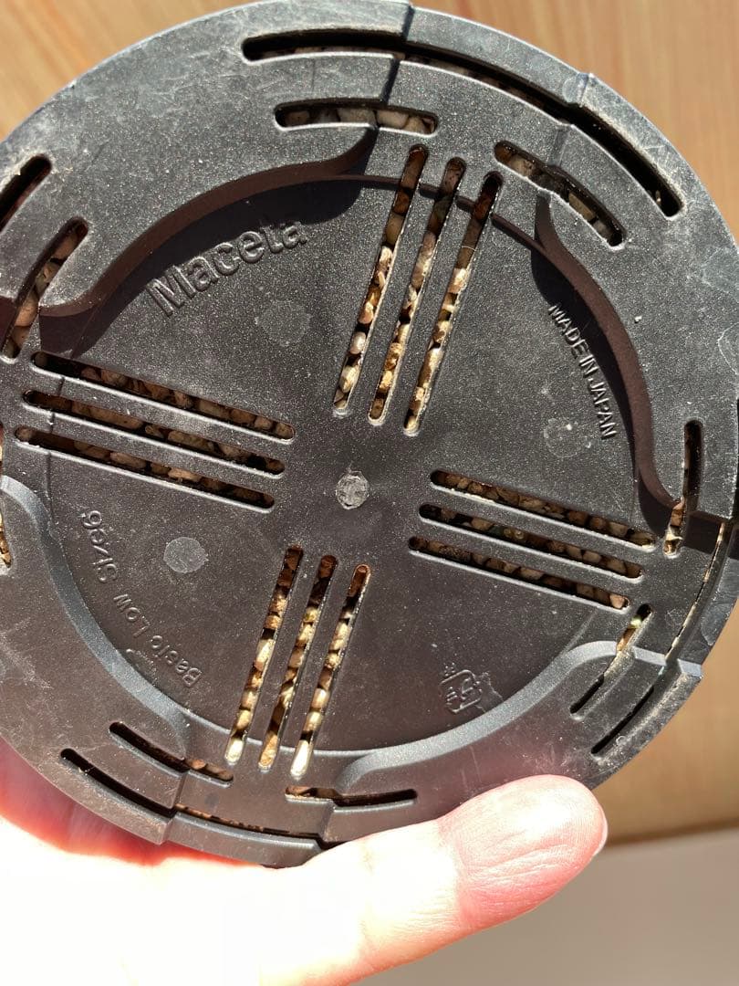 塊根植物 パキポディウム　デンシフローラム var.ブレビカリックス