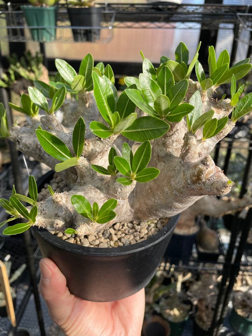 塊根植物 パキポディウム　デンシフローラム var.ブレビカリックス