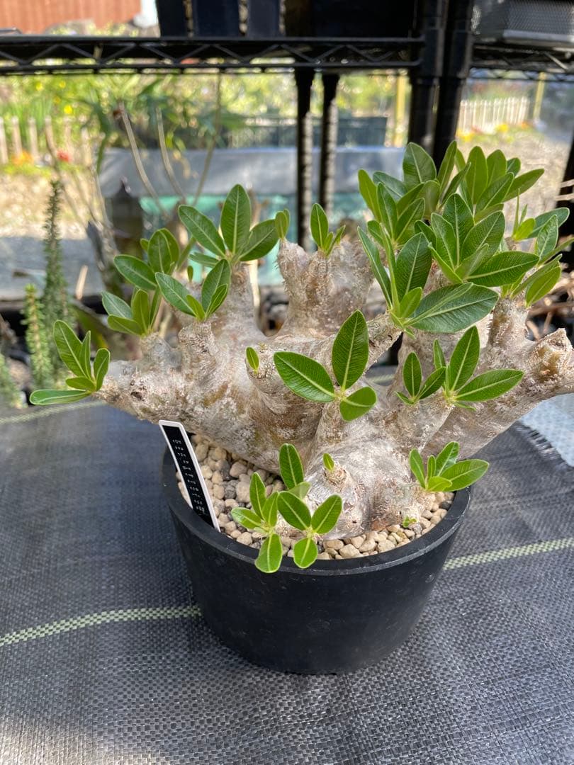 塊根植物 パキポディウム　デンシフローラム var.ブレビカリックス