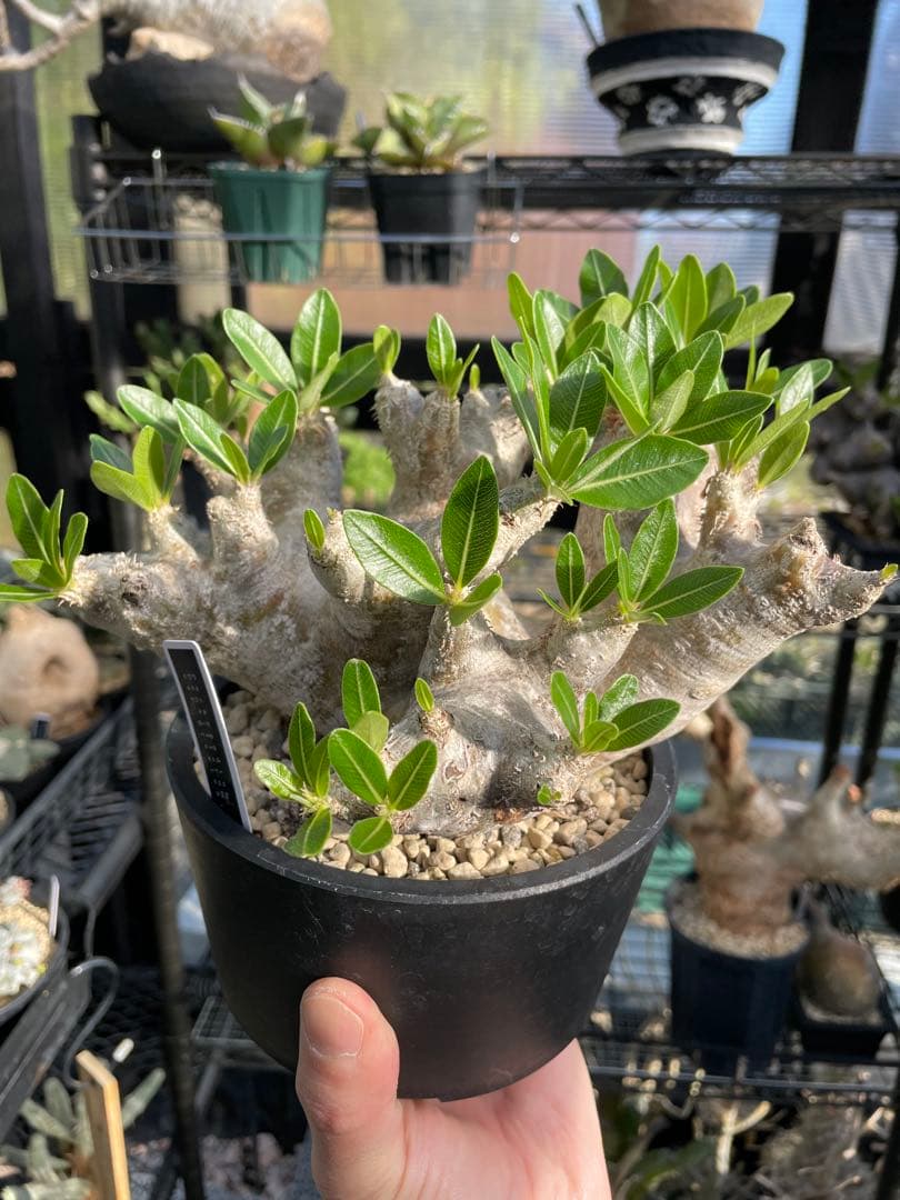 塊根植物 パキポディウム　デンシフローラム var.ブレビカリックス