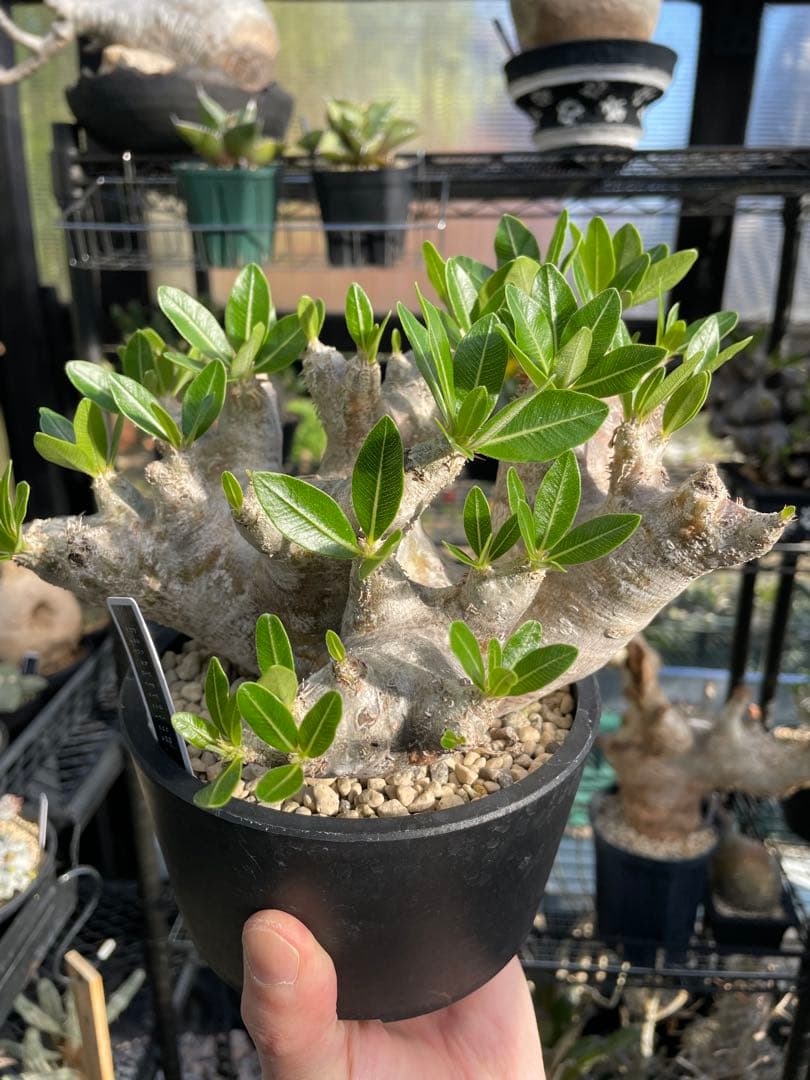 塊根植物 パキポディウム　デンシフローラム var.ブレビカリックス