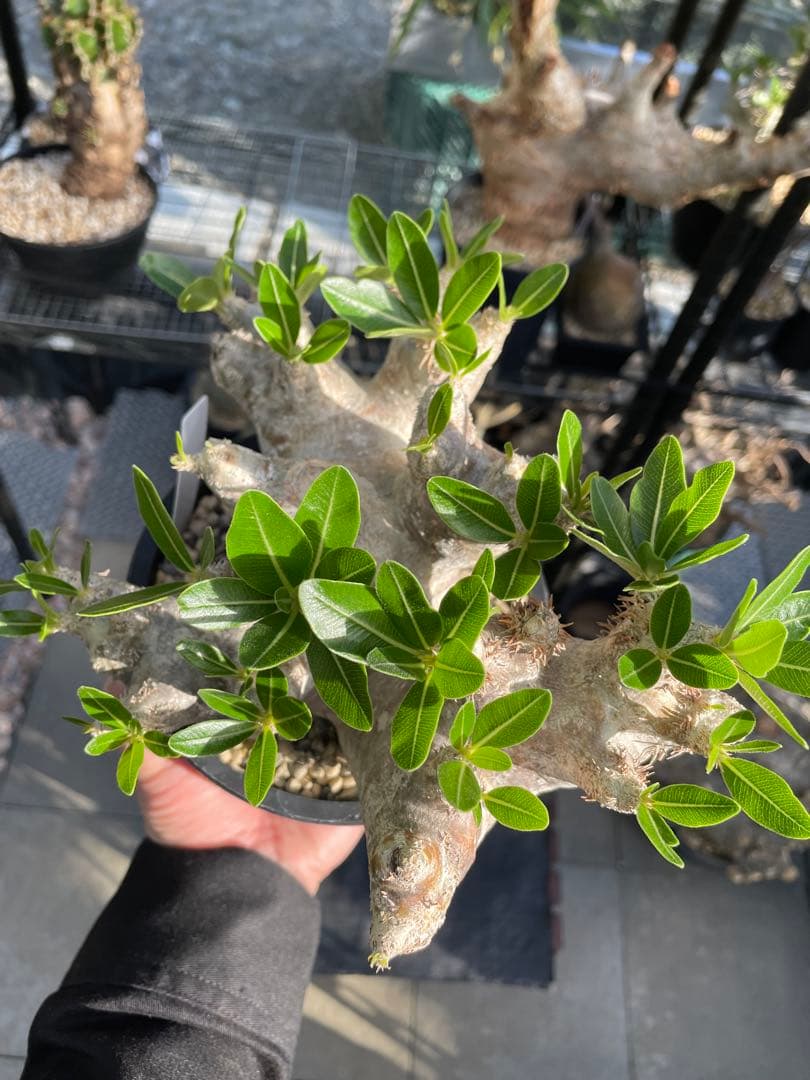 塊根植物 パキポディウム　デンシフローラム var.ブレビカリックス