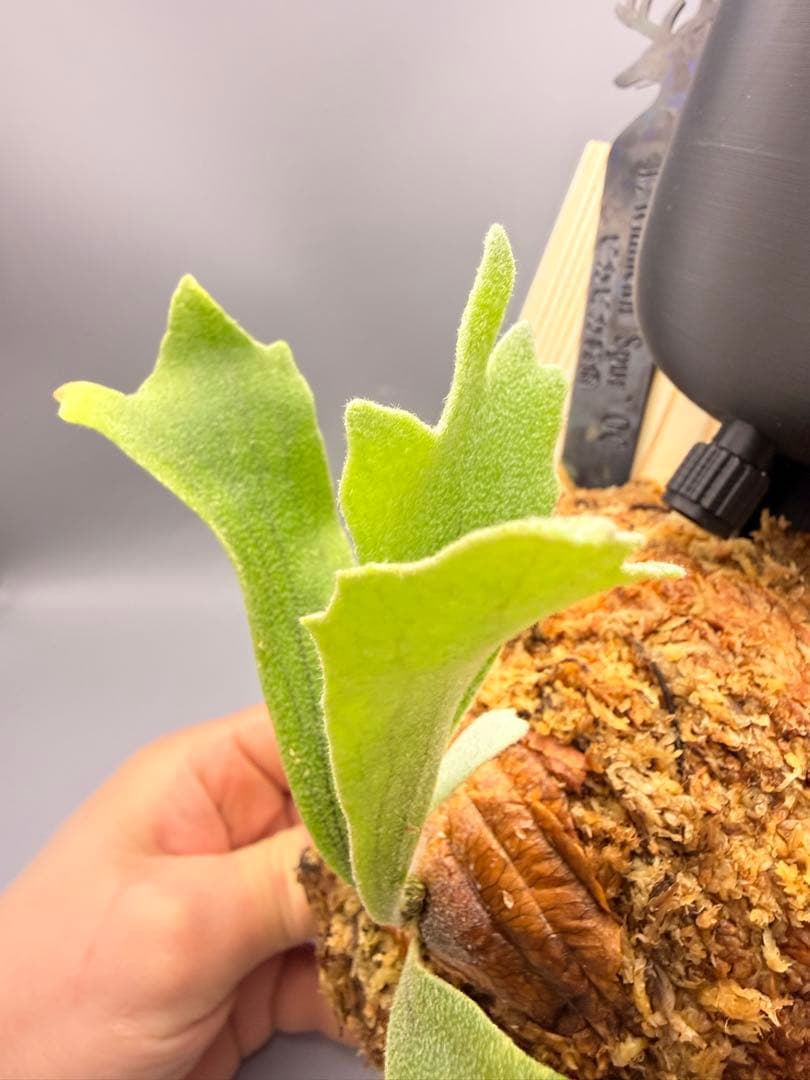 AIRITO　ビカクシダ　P. Willinckii 'Spur' OC