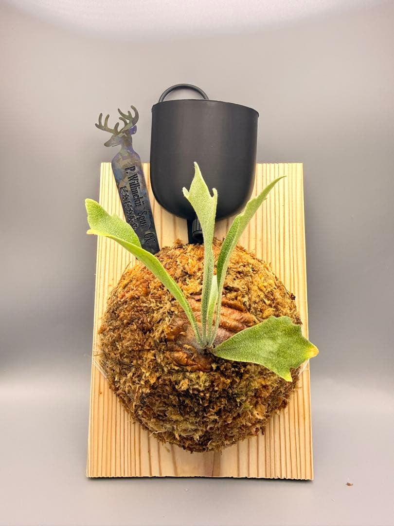 AIRITO　ビカクシダ　P. Willinckii 'Spur' OC