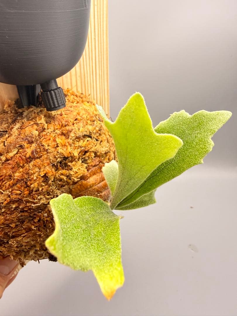 AIRITO　ビカクシダ　P. Willinckii 'Spur' OC