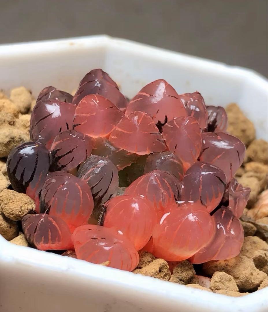 じ*む様 多肉植物 ハオルチア 赤太陽錦 極上斑 親株 子株付き - メルカリ