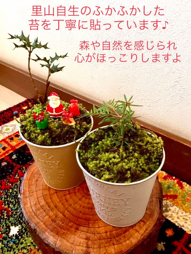 完売　　天然野生の可愛い【柊さんと樅の木さんセット】柊＊樅の木＊クリスマスツリー