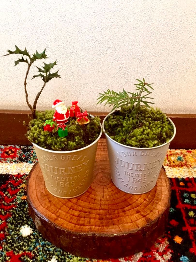 完売　　天然野生の可愛い【柊さんと樅の木さんセット】柊＊樅の木＊クリスマスツリー