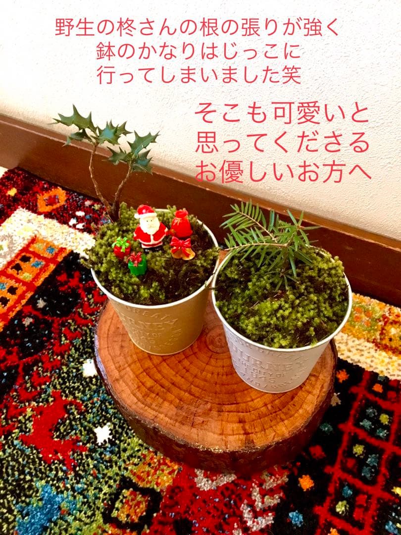 完売　　天然野生の可愛い【柊さんと樅の木さんセット】柊＊樅の木＊クリスマスツリー