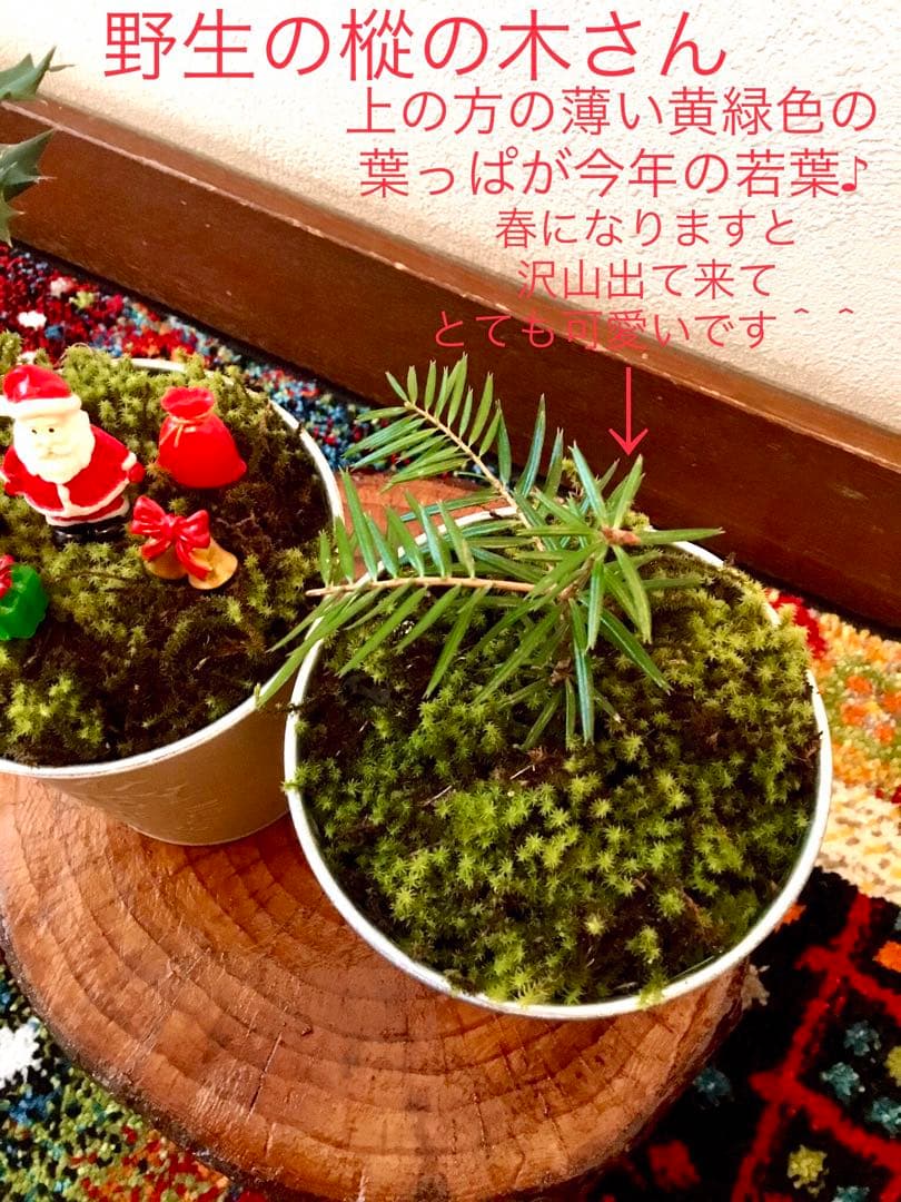 完売　　天然野生の可愛い【柊さんと樅の木さんセット】柊＊樅の木＊クリスマスツリー