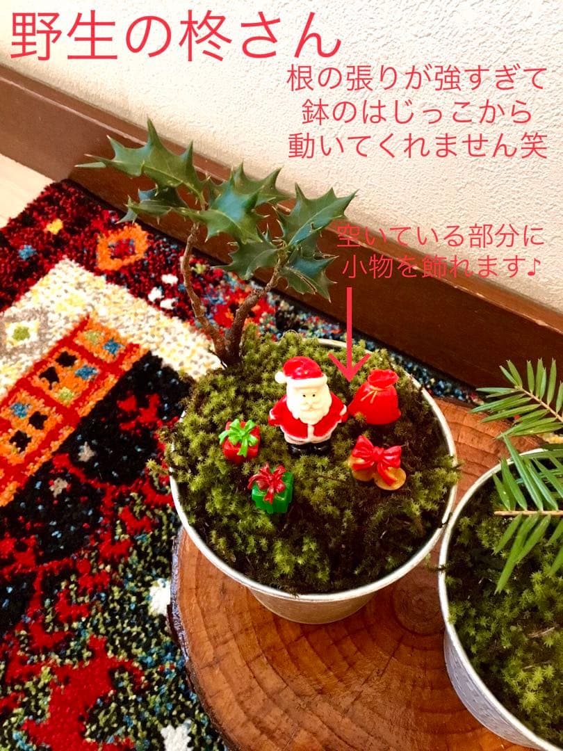 完売　　天然野生の可愛い【柊さんと樅の木さんセット】柊＊樅の木＊クリスマスツリー