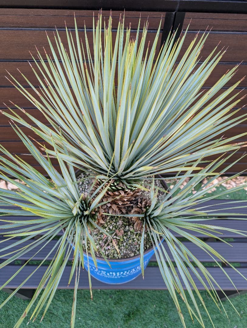 ■トリプルヘッド■　ユッカ　ロストラータ　希少　3頭株　ペルー缶セット