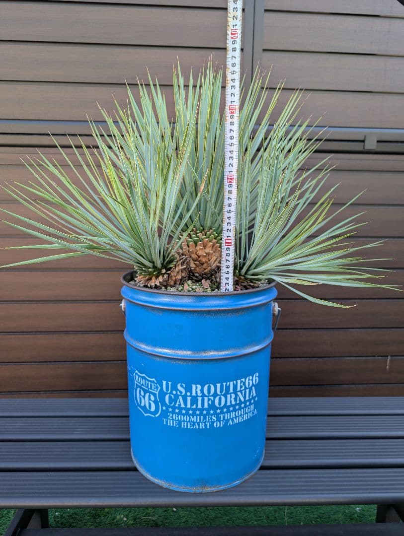 ■トリプルヘッド■　ユッカ　ロストラータ　希少　3頭株　ペルー缶セット