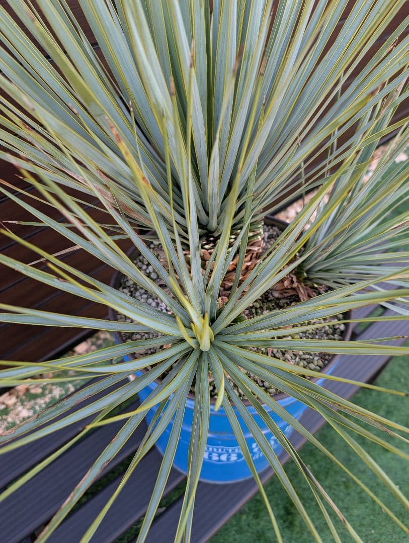 ■トリプルヘッド■　ユッカ　ロストラータ　希少　3頭株　ペルー缶セット