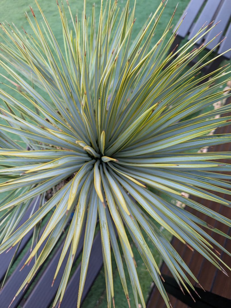 ■トリプルヘッド■　ユッカ　ロストラータ　希少　3頭株　ペルー缶セット