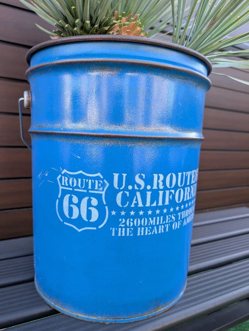 ■トリプルヘッド■　ユッカ　ロストラータ　希少　3頭株　ペルー缶セット