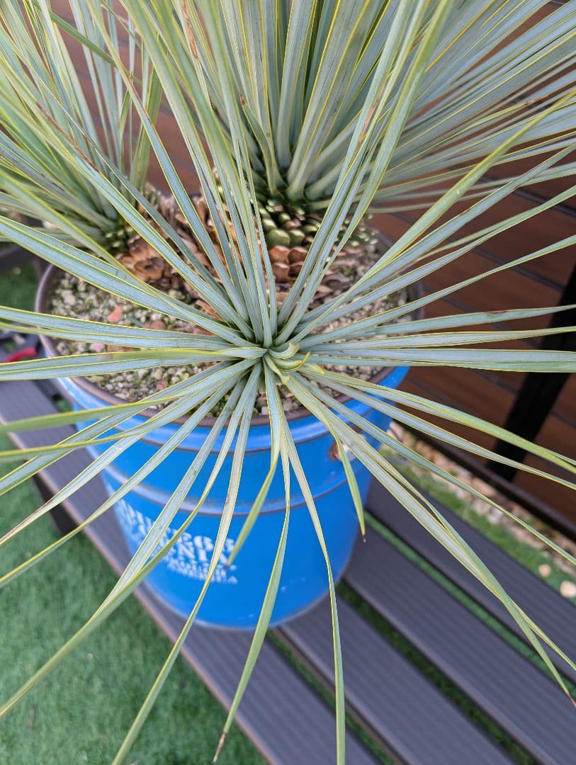 ■トリプルヘッド■　ユッカ　ロストラータ　希少　3頭株　ペルー缶セット