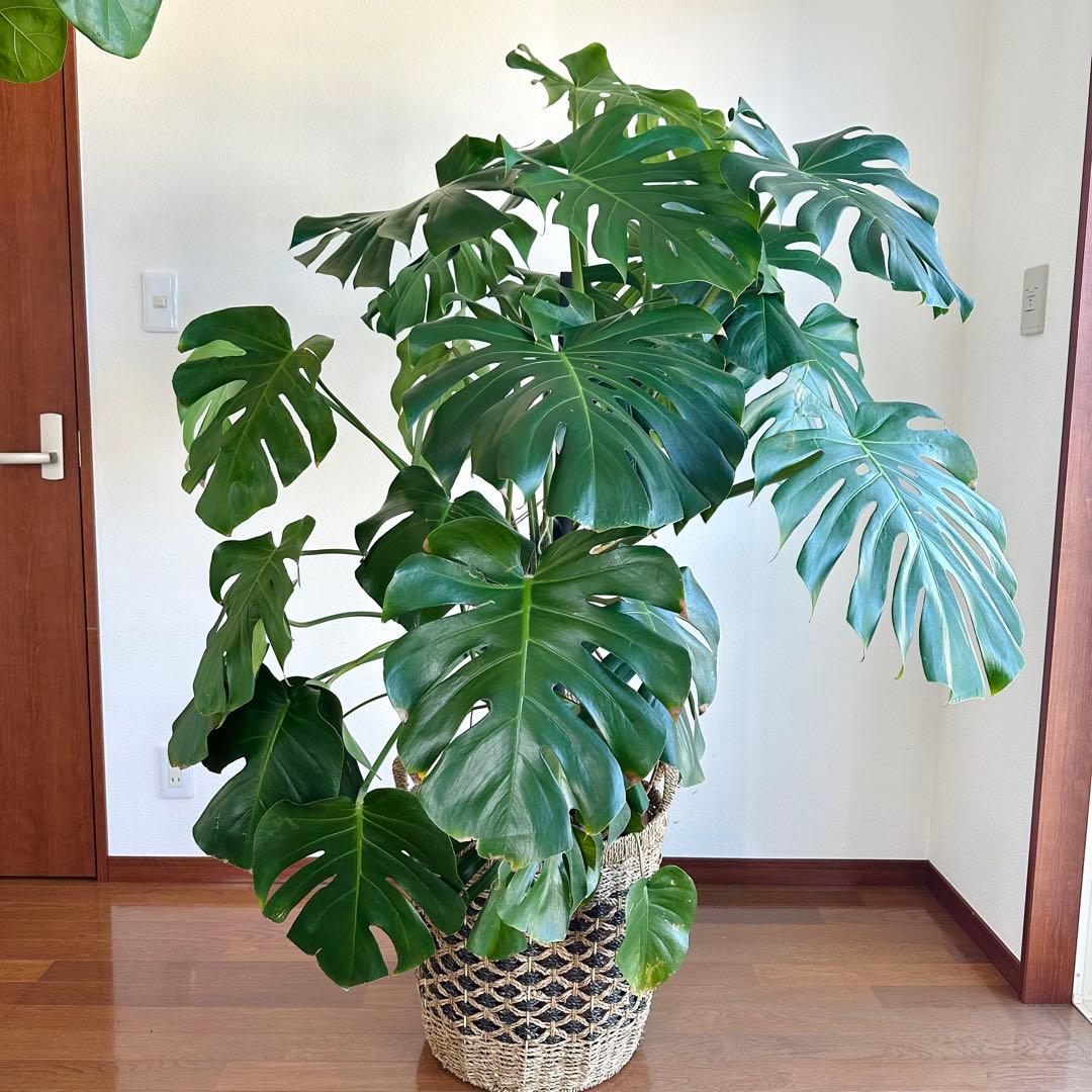 【近隣運送可】巨大モンステラ 3株 165cm