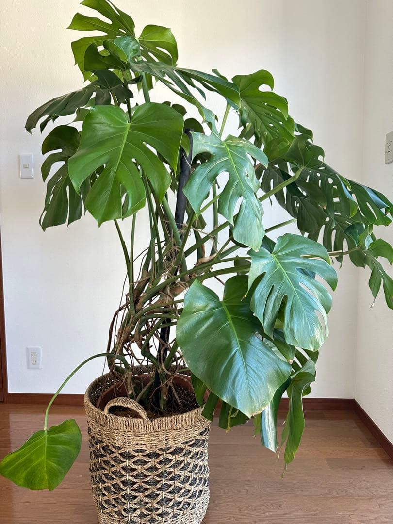 【近隣運送可】巨大モンステラ 3株 165cm