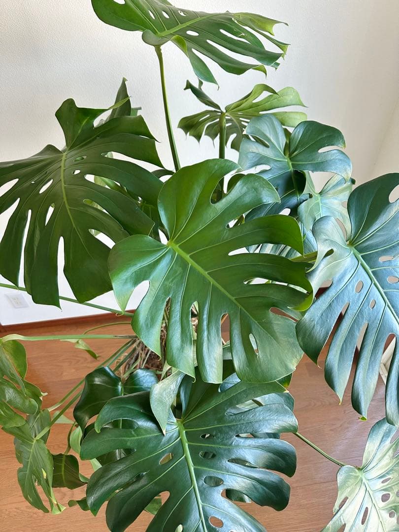 【近隣運送可】巨大モンステラ 3株 165cm