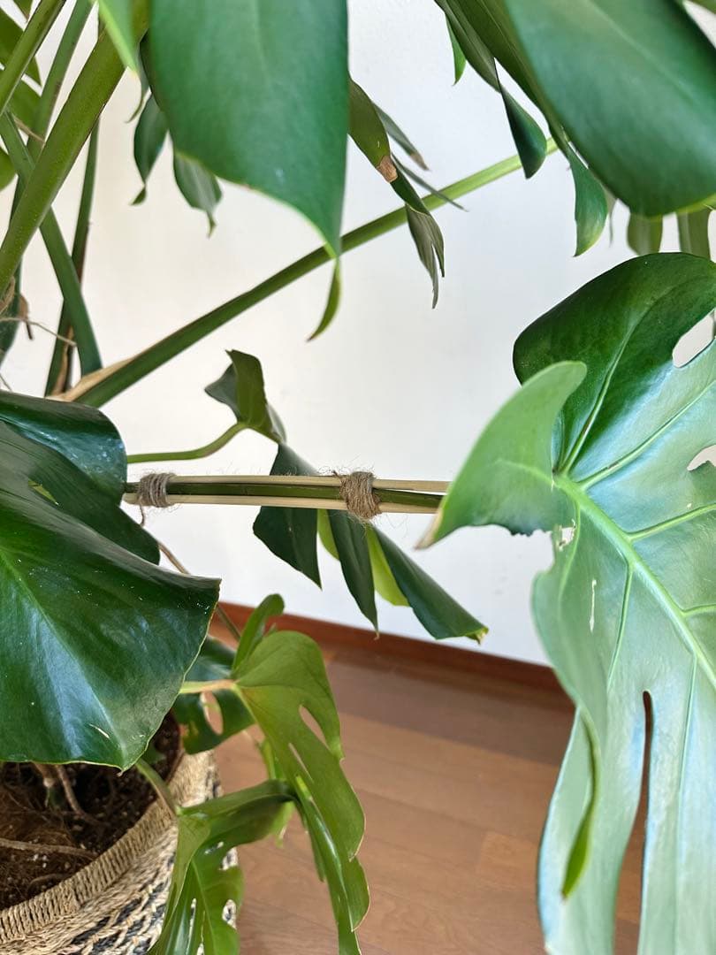 【近隣運送可】巨大モンステラ 3株 165cm