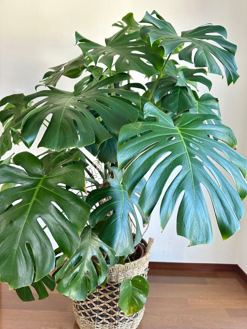 【近隣運送可】巨大モンステラ 3株 165cm