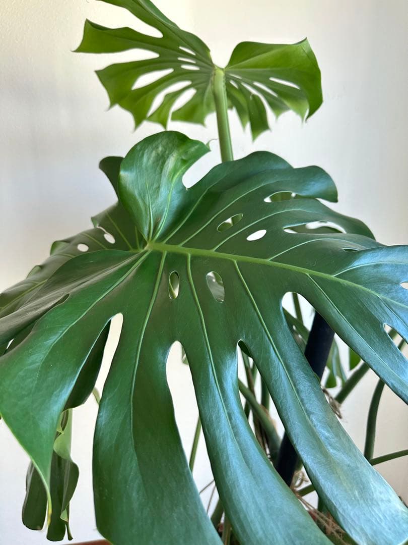 【近隣運送可】巨大モンステラ 3株 165cm