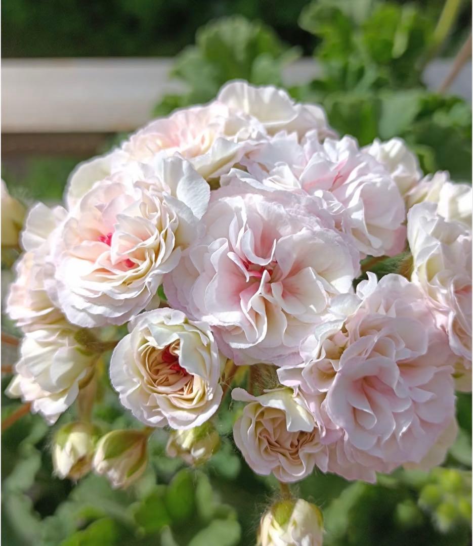 フリフリ花びらゼラニウム　希少品種ゼラニウム　レア品種ゼラニウム　wln04